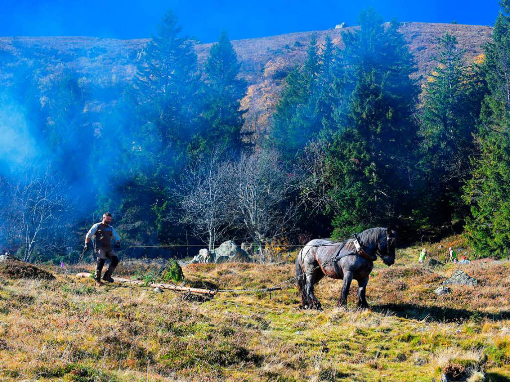 Der Abtransport der groen Stmme erfolgte flchenschonend durch zwei Ardenner Rckepferde von Jrgen Duddek aus March.