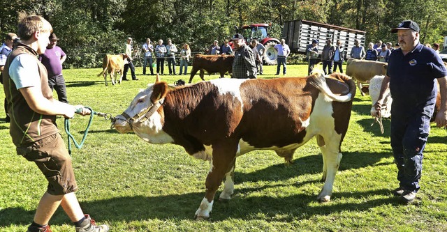 Starke Beine: Hinterwlder sind gut fr Steilhnge geeignet.  | Foto: Wehrle