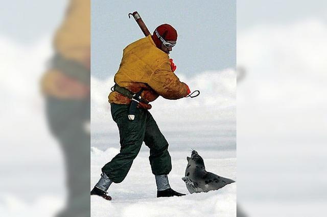 Koch eines indigenen Restaurants verursacht wegen Speisekarte Streit um Robbenjagd