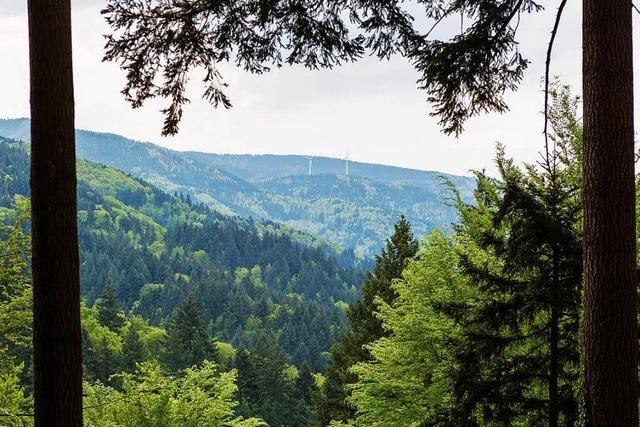 Wald in der Rheinebene ist ein Sorgenkind