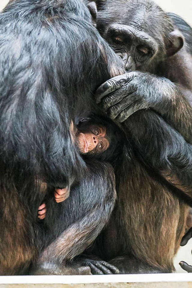 Schimpansenbaby Obaye  | Foto: Zoo Basel (Torben Weber)