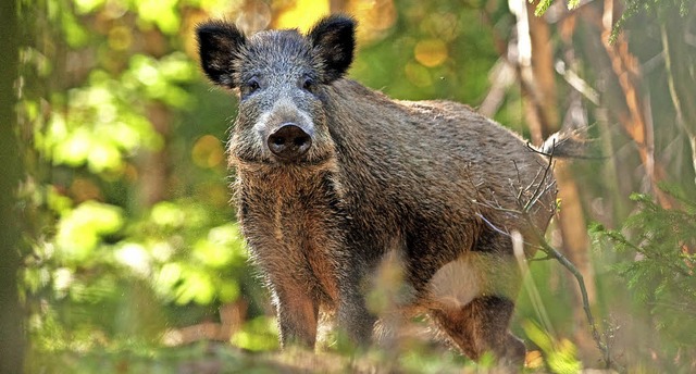 Wildschweine plagen die  Landwirte   | Foto: prochym-stock.adobe.com