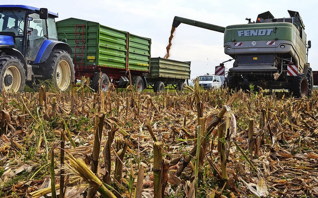 Wie sollte der Mais geerntet werden, d...rt? Dieser Frage gehen Experten nach.   | Foto: Hennicke