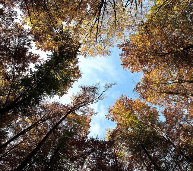 Im Hg-Ehrsberger Wald werden sowohl w...Freizeit-Interessen der Bevlkerung.    | Foto: Sebastian Gollnow/dpa