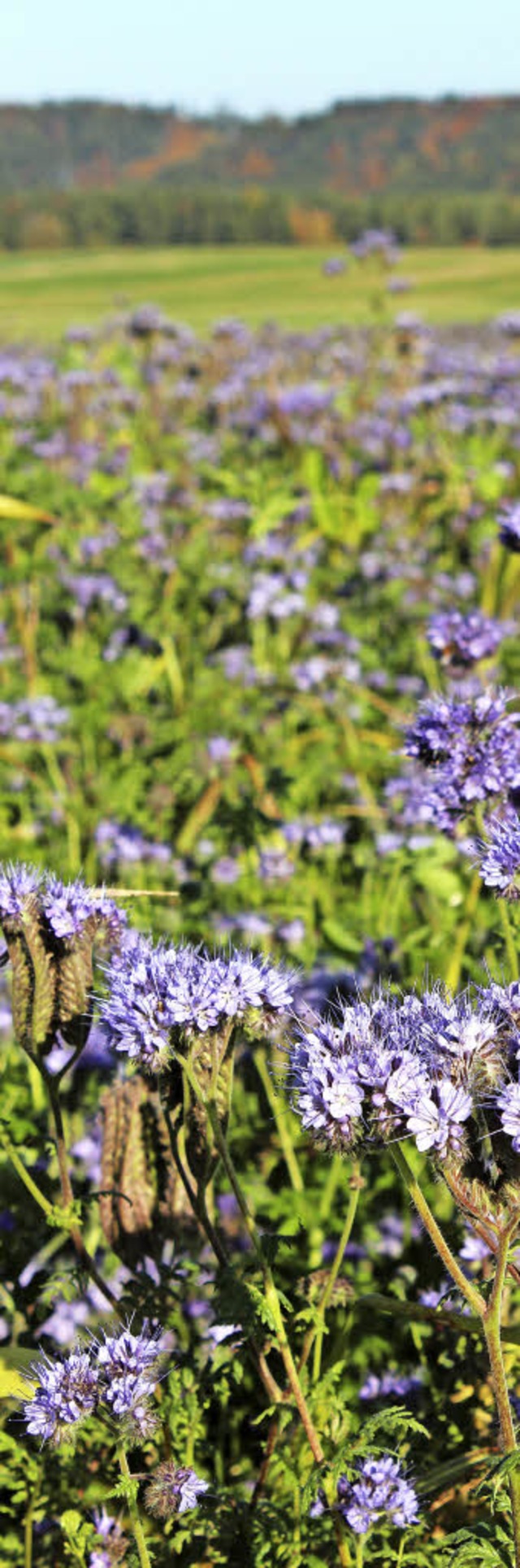 Lila Farbtupfer zaubert die Phacelia d...t genhrt in die Winterpause zu gehen.  | Foto: Christa Maier