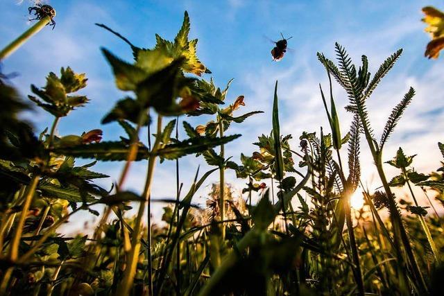 Freiburger Forscherin ber die Studie zum Insektensterben