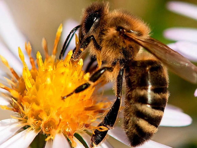 Fleiige Bienen haben 2017 viel Nektar gesammelt.   | Foto: dpa