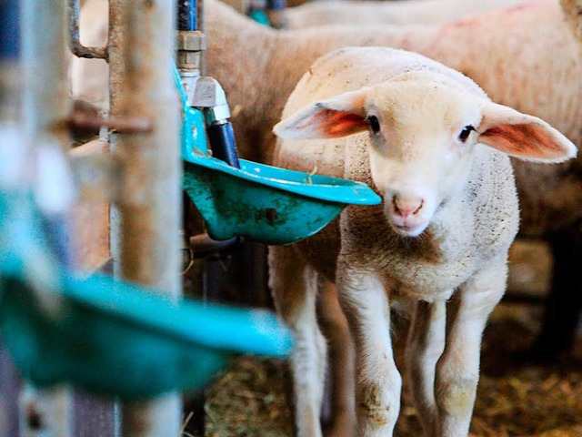 Schafe gucken drollig. Doch Hirten verdienen wenig Geld mit ihnen.  | Foto: Patrik Mller