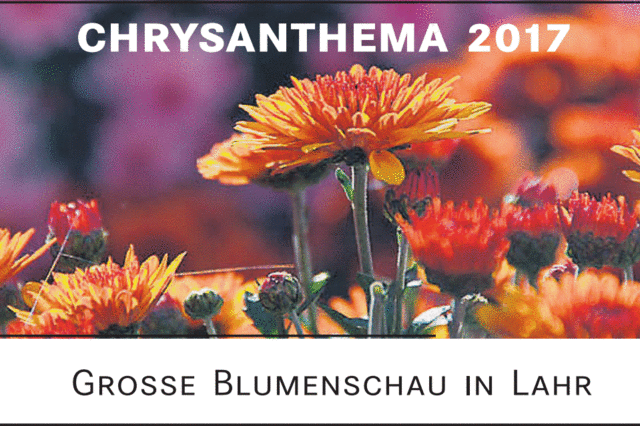 Bunter Start in die Chrysanthema
