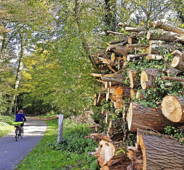 Wirtschaftszweig, Lebensraum und Naher...irchs Wald, wie hier der Heuele-Wald.   | Foto: Julius Steckmeister