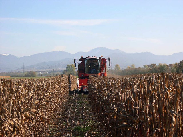 Ein Maispicker im Einsatz bei der Ernte  | Foto: ZG Raiffeisen