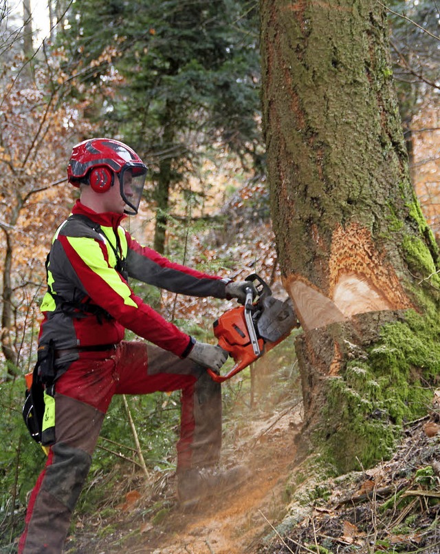 Der Wald hat viele Facetten. Eine davon ist die Bewirtschaftung.  | Foto: mod