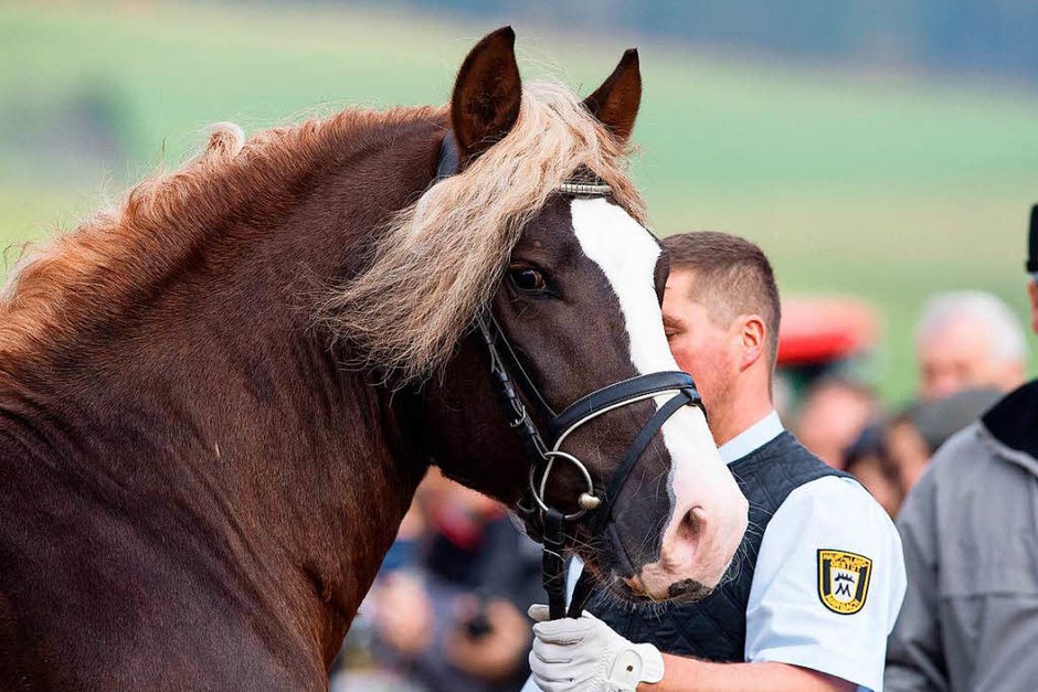 Körungssieger Victor von Vogtsberg aus der Zucht von Christian Ott in Schluchsee ist im Besitz des Haupt- und Landesgestüts Marbach - Wer genauer hinsah, der erkannte schon am Morgen bei der Vorstellung ein Siegerlächeln. (Foto: Wolfgang Scheu) Körungssieger Victor von Vogtsberg aus der Zucht von Christian Ott in Schluchsee ist im Besitz des Haupt- und Landesgestüts Marbach - Wer genauer hinsah, der erkannte schon am Morgen bei der Vorstellung ein Siegerlächeln. (Foto: Wolfgang Scheu)