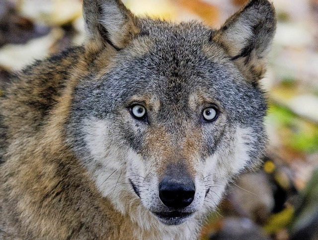 Auge in Auge: Wolf im Wildgehege  | Foto: dpa