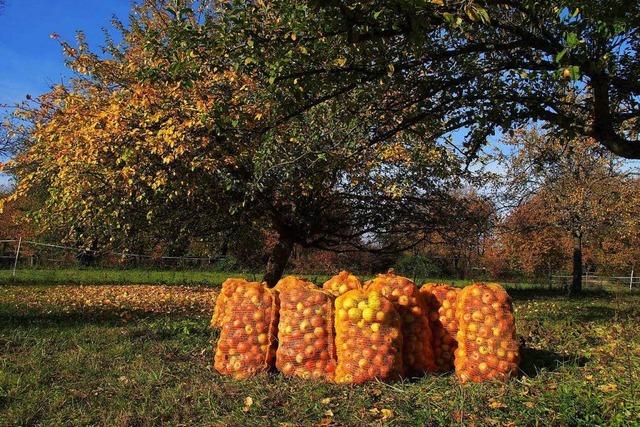 Wegen Frost: Apfelsaft in Sdbaden wird knapp und teuer