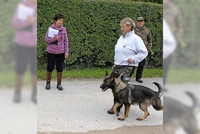 Hunde mit Auszeichnung