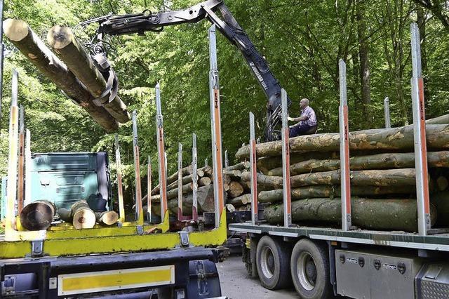 Bernau tritt der neuen Waldgenossenschaft Sdschwarzwald bei