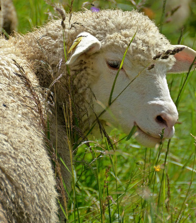Wie schtzt man Schafe vor dem Wolf?   | Foto: dpa