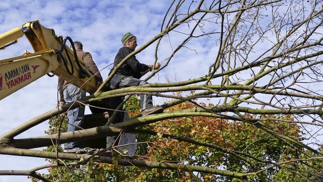 Fr Aufsehen sorgte dieser Tage das Versetzen der groen Bume an der Hangkante.  | Foto: WENIGER