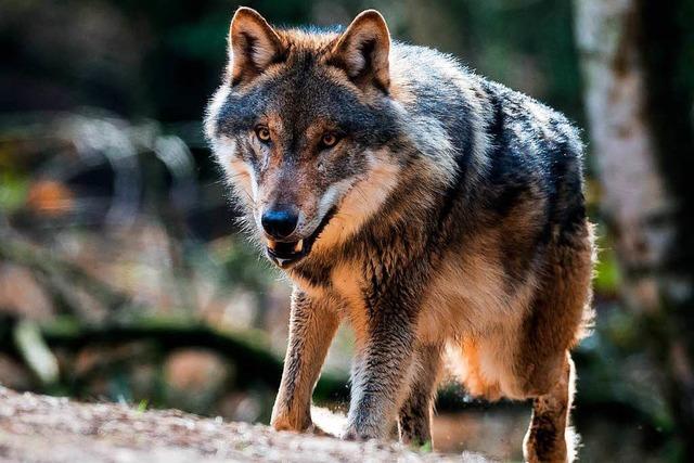 Landtag holt Expertenrat zur Rckkehr des Wolfes ein