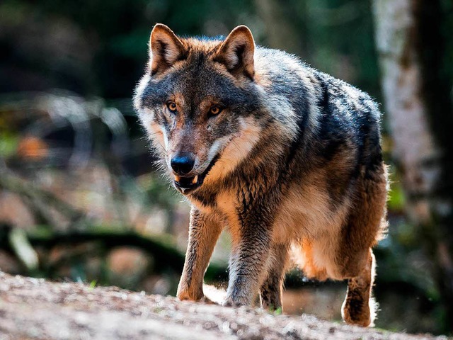 Der Wolf steht vor seiner Rckkehr in den Sdwesten.  | Foto: Patrick Pleul/dpa