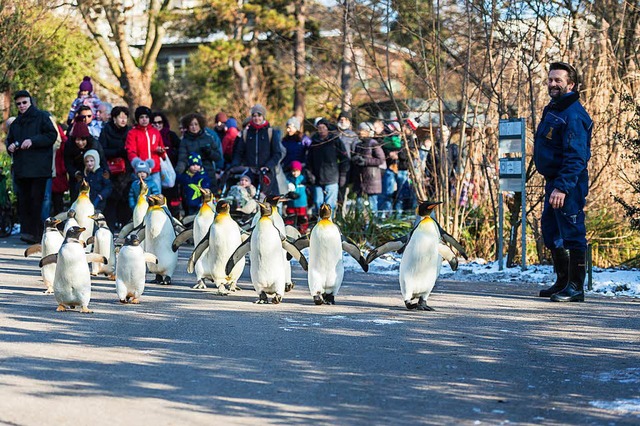 Abmarsch: Den Pinguinspaziergang wird es dieses Jahr nicht geben.  | Foto: Zoo Basel (Torben Weber)