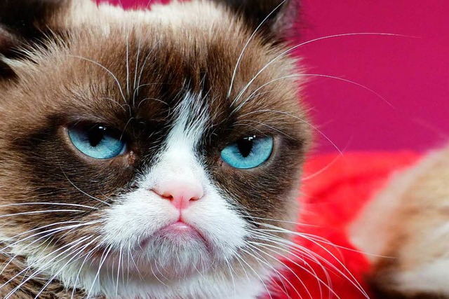 Eines der erfolgreichsten Internettiere: Grumpy Cat  | Foto: dpa