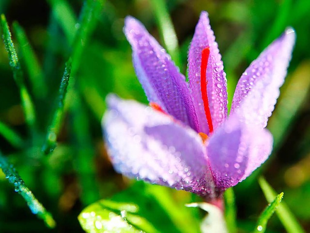 Wertvolle Pflanze: Safran  | Foto: dpa