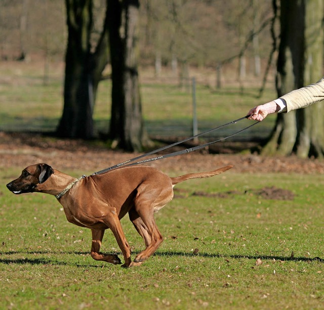 Gehrt der Hund an die Leine oder nich...zt auch in Rheinfelden viele Gemter.   | Foto: Symbolfoto: DPA