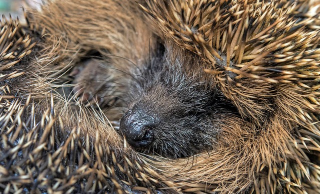 Egal wie laut es um ihn herum auch ist &#8211; der Igel hlt Winterschlaf.   | Foto: dpa