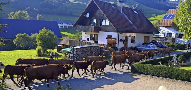 Weidetiere - hier wird gerade die Herd...ehren zum Ortsbild imOberen Kandertal  | Foto: Rolf-Dieter Kanmacher