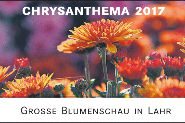 Es luft rund auf der Chrysanthema