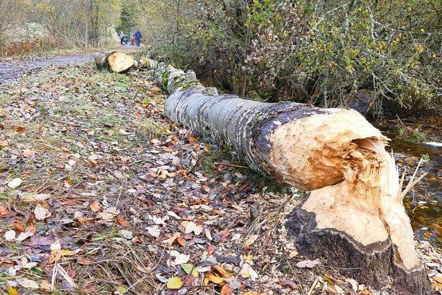 Baum kracht auf Wanderweg in Falkau – Biber sind Schuld