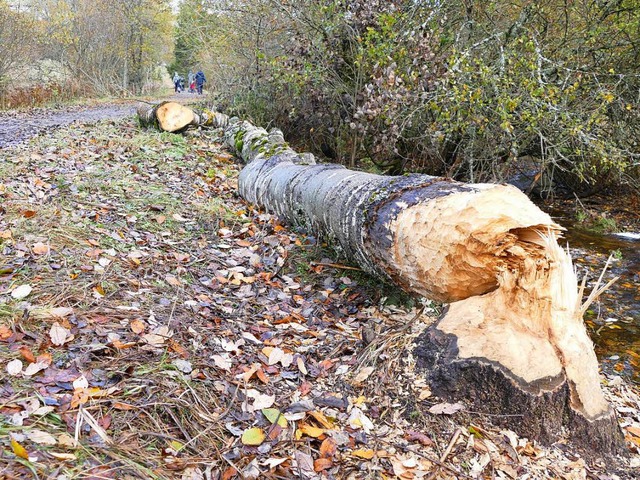 Nicht ohne Gefahren: Fast durchgenagte...u. Passiert ist diesmal  noch nichts.   | Foto: Ralf Morys