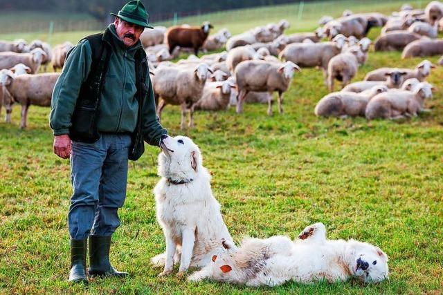 Schfer im Sdwesten wollen sich vor dem Wolf schtzen - mit Hunden