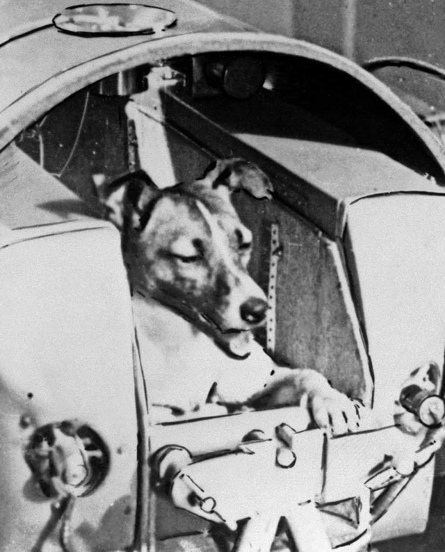 Hndin Laika am 13. November 1957 an Board der Sputnik II   | Foto: afp