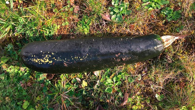 Die Zucchini-Bombe bei Karlsruhe  | Foto: dpa