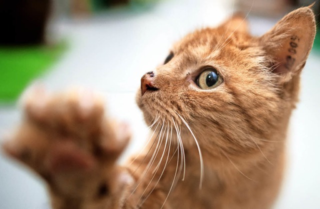 Nimm mich mit, scheint diese Katze sagen zu wollen.   | Foto: dpa/ Jonas Hirt(2)