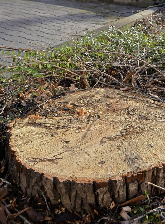Die Baumschutzverordnung sollte gefllt werden, sagt ein frherer Stadtrat.   | Foto: archivfoto: hsl