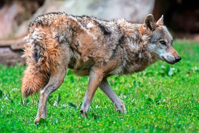 Mehr als 26 angebliche Wolfssichtungen im Oktober