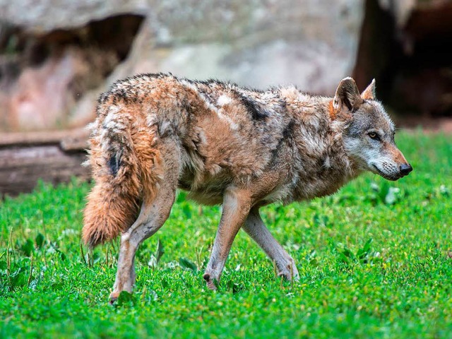 Dieser Wolf ist echt, lebt aber in einem Tierpark.   | Foto: dpa