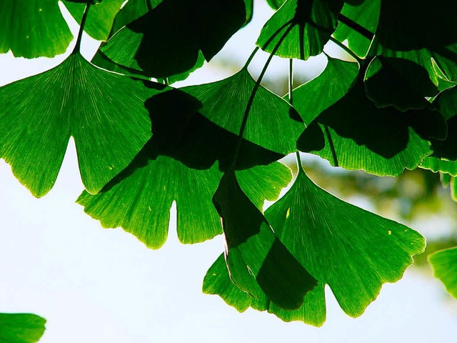 Ginkgo-Baum  | Foto: Elke_Wentker