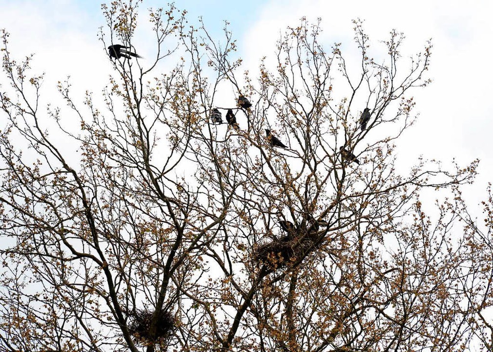 Warum Fallen Vogel Beim Schlafen Nicht Vom Baum Fragen Sie Nur Badische Zeitung