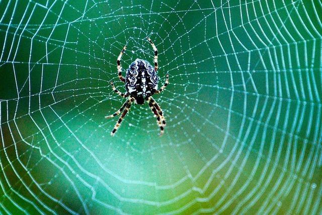 Wie spinnen Spinnen ihr Netz?