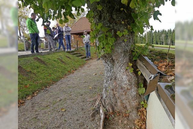 Baumgutachter schaut sich die alten Linden an