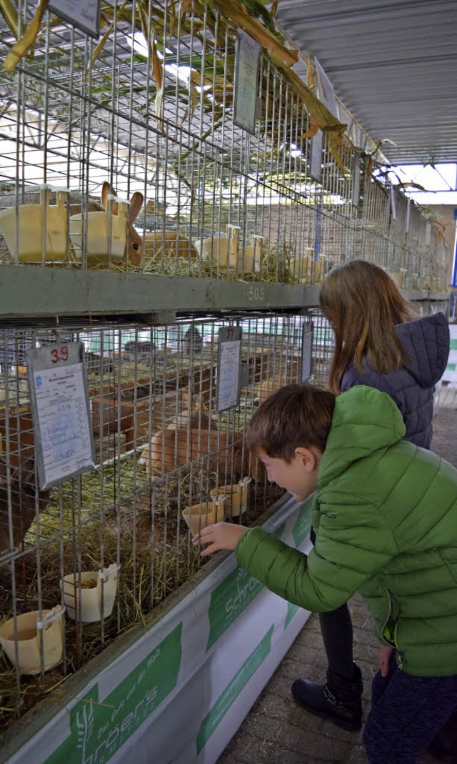 Kinder konnten auf der Kleintierausste...tvereins Malterdingen viel bestaunen.   | Foto: Marie Wintergerst