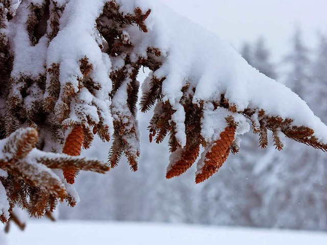 Auch wenn sie mit Schnee bedeckt sind,...n sie grn: Die Nadeln des Tannenbaums  | Foto: dpa