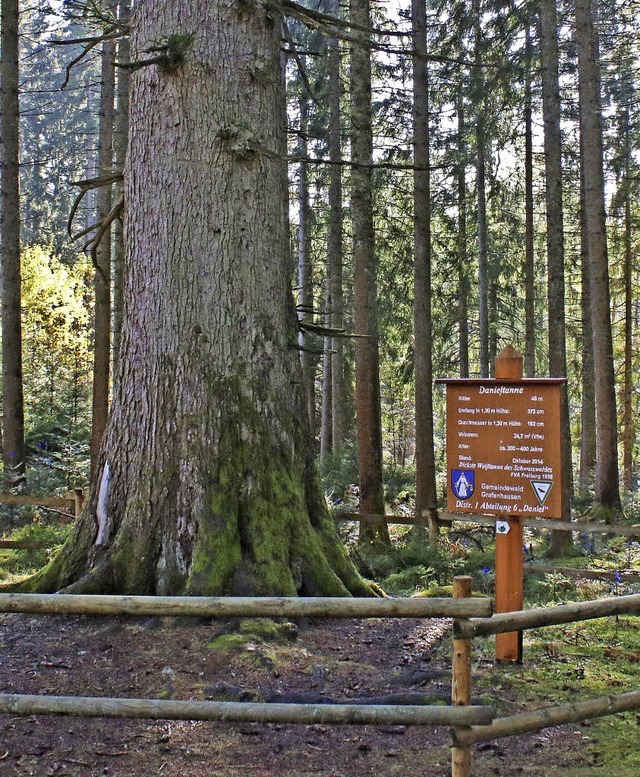 Ein Holzzaun schtzt an der Danieltanne.   | Foto: Dorothe Kuhlmann