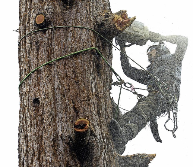 Baumpfleger bei Fllarbeiten   | Foto: Ingo Schneider