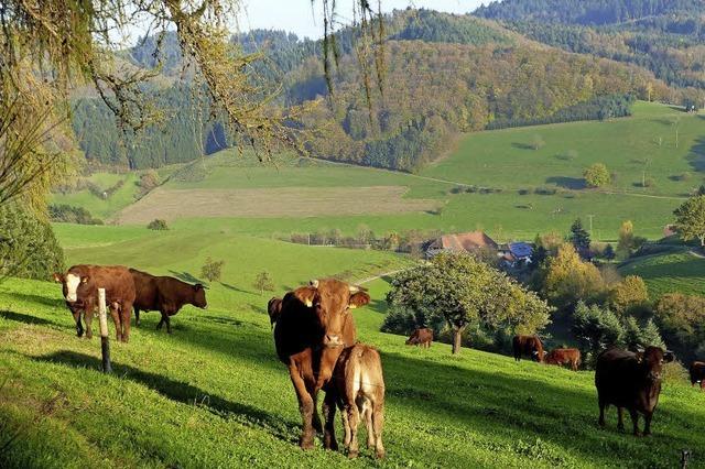 Leuchtender Sptherbst im Schuttertal